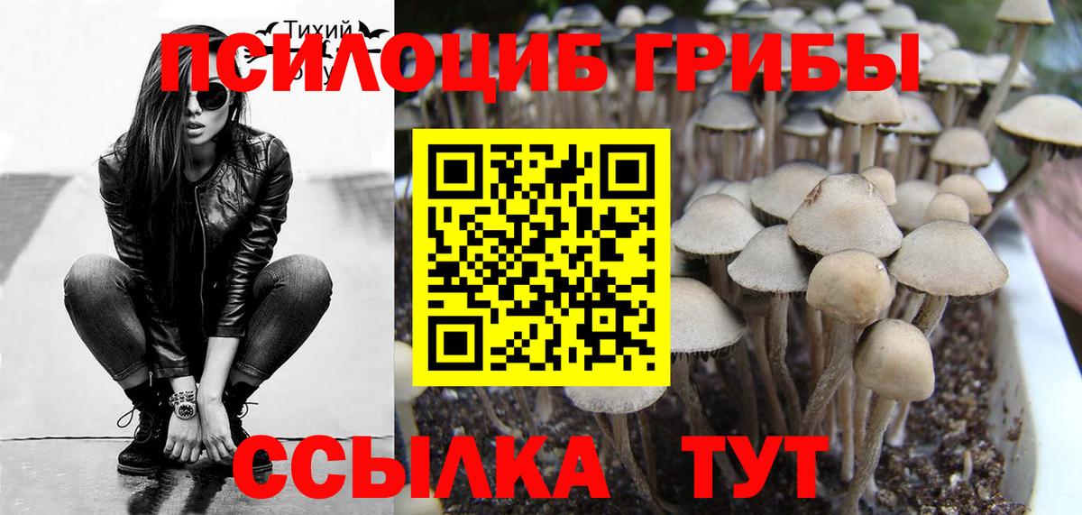 Галлюциногенные грибы Psilocybine cubensis Красногорск